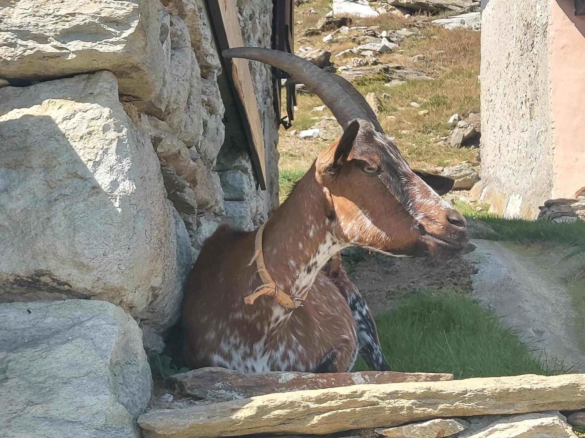 Gran Paradiso Alpette Esterno foto